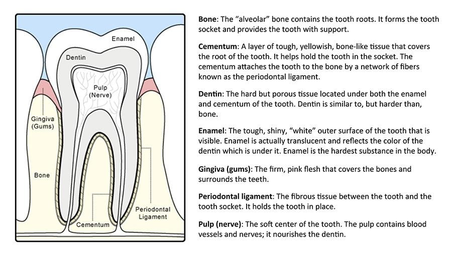 Anatomy of a tooth with description